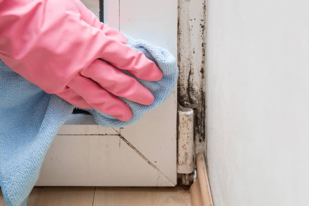 Best Toxic Mold Removal  in Hideaway, TX